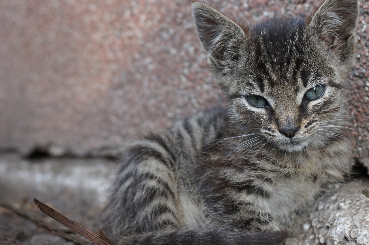 探索猫咪文化全新魅力，猫咪57最新资讯